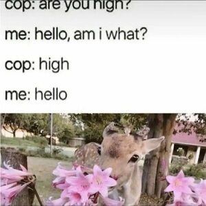 Meet your Posher, Mikelle